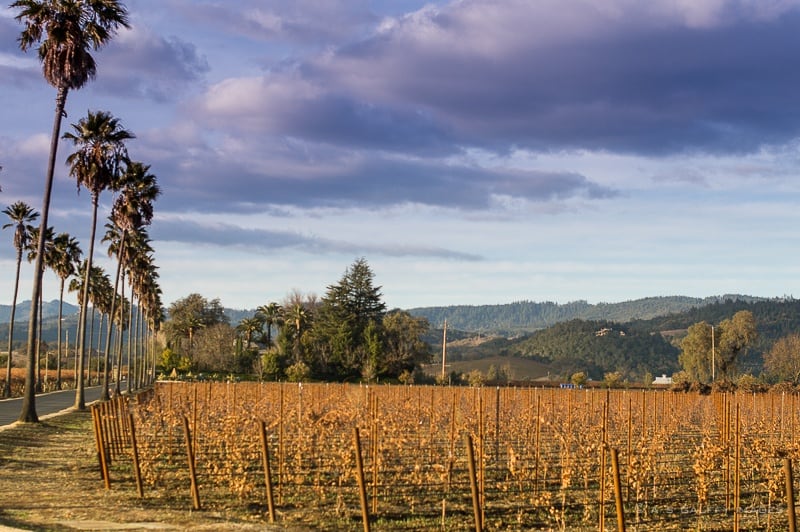 view of the Napa Valley from the Round Pond winery