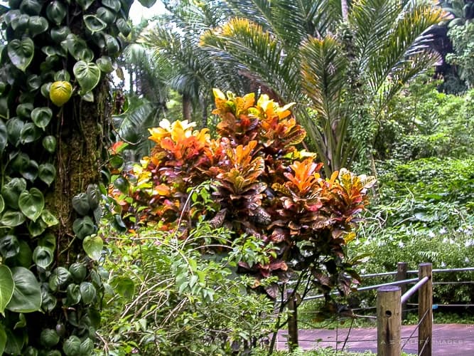 Vegetation on Kilauea Iki trail