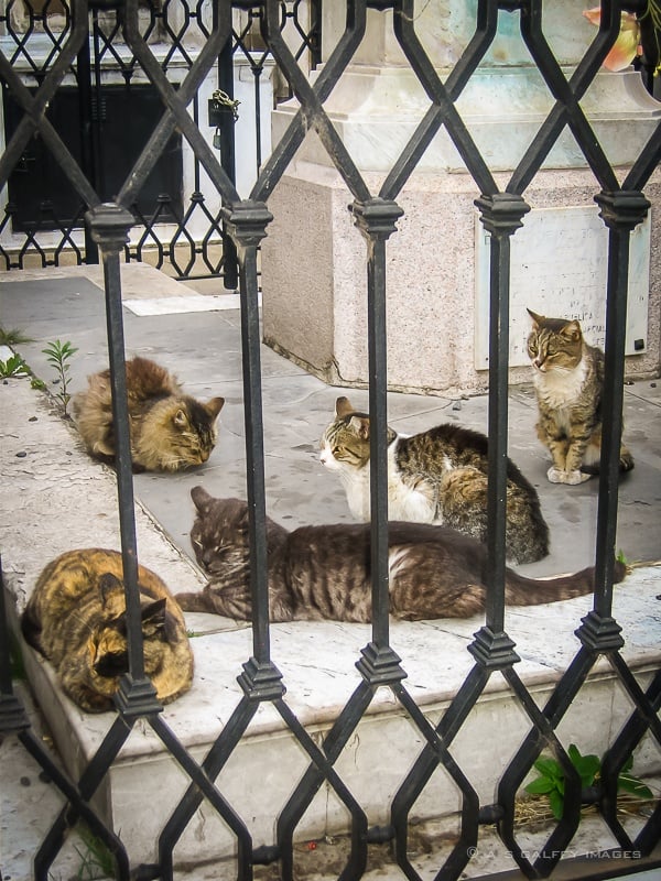 Cats of La Recoleta Cemetery