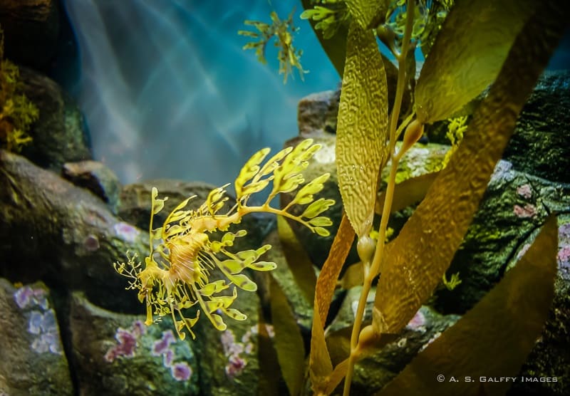 view of a Sea dragon at the Monterey Aquarium