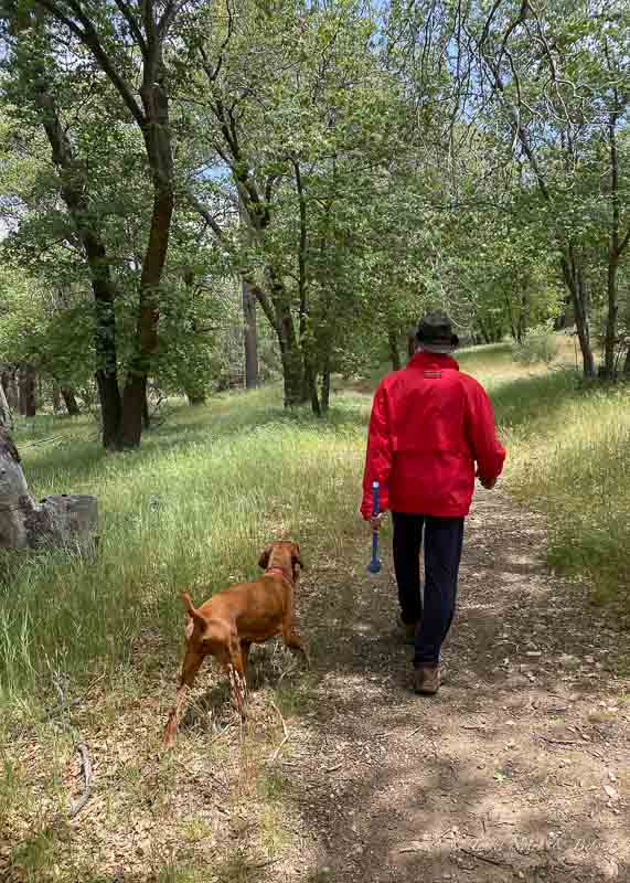Walking in the forest in Lake Arrowhead
