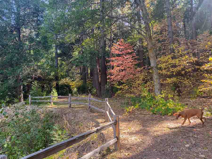 hiking trail at Heaps Peak Arboretum near Lake Arrowhead California