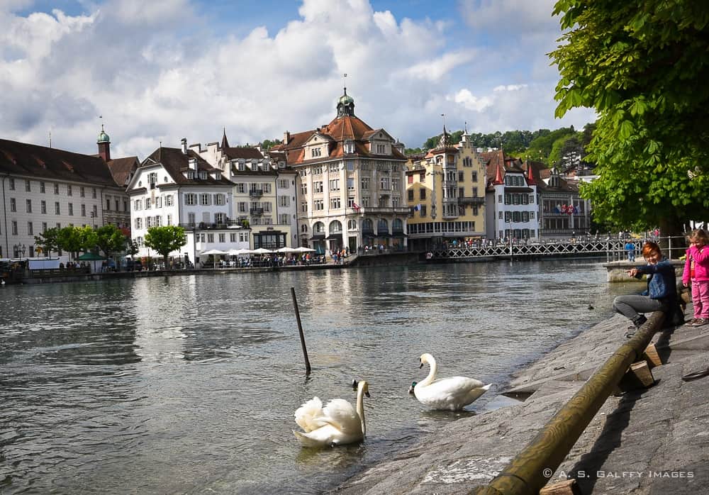 Swans on the Reuss River in Lucerne