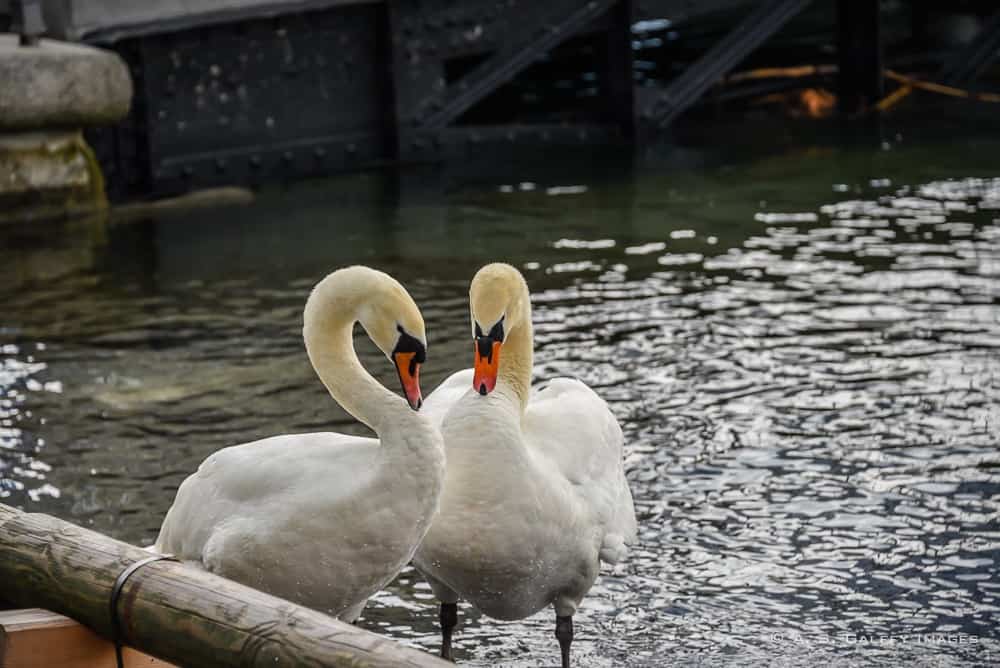Swans on the Reuss River