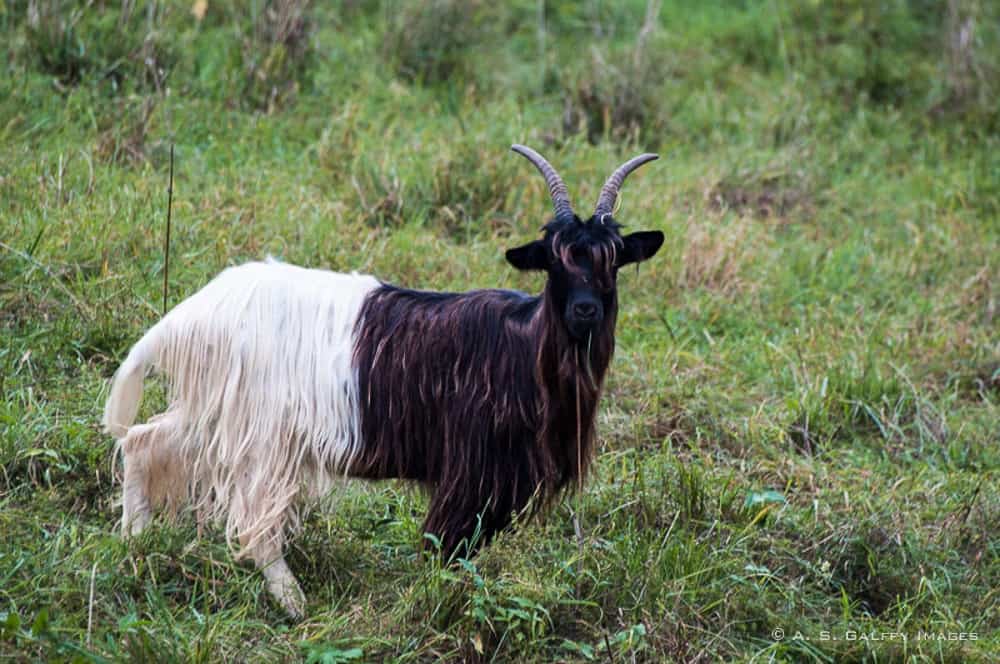 Blackneck goat, one of the attractions in Zermatt