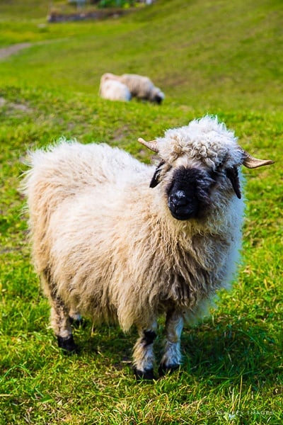 Blacknose sheep, one of the attractions in Zermatt