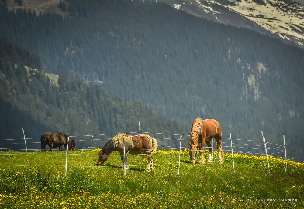 Alpine scenery