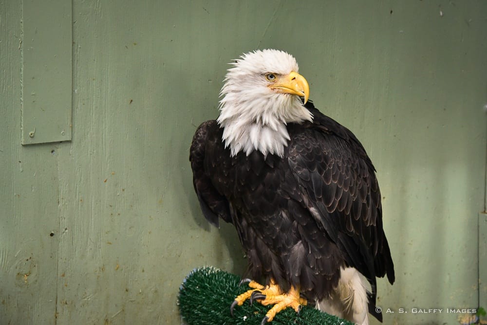 Bold eagle in Juneau
