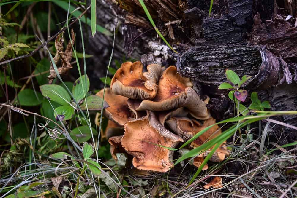 Mushrooms in Alaska