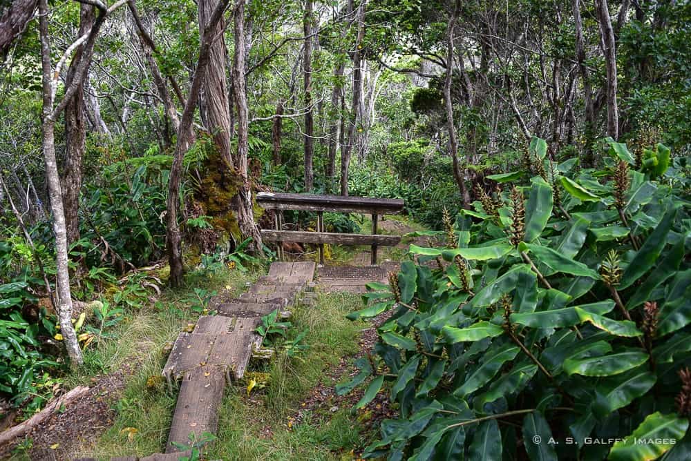 Hiking the Alaka'i Swamp Trail in Kauai