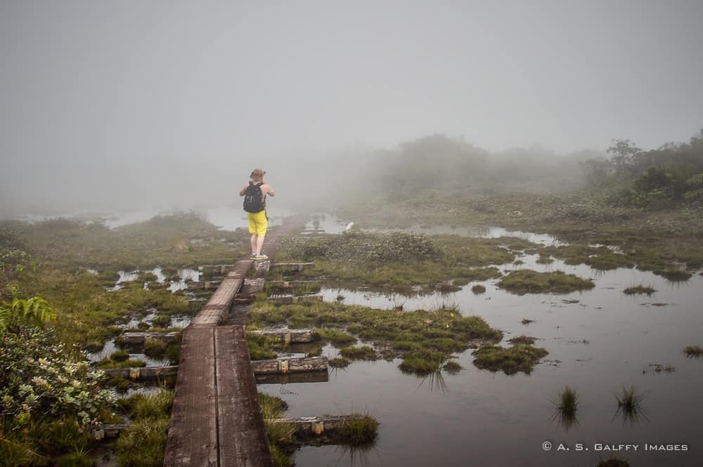 Hiking in the Alakai swamps in Kauai