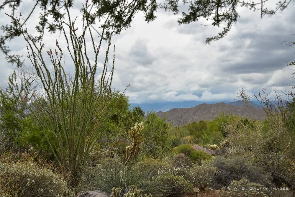 The Living Desert Zoo in Palm Springs