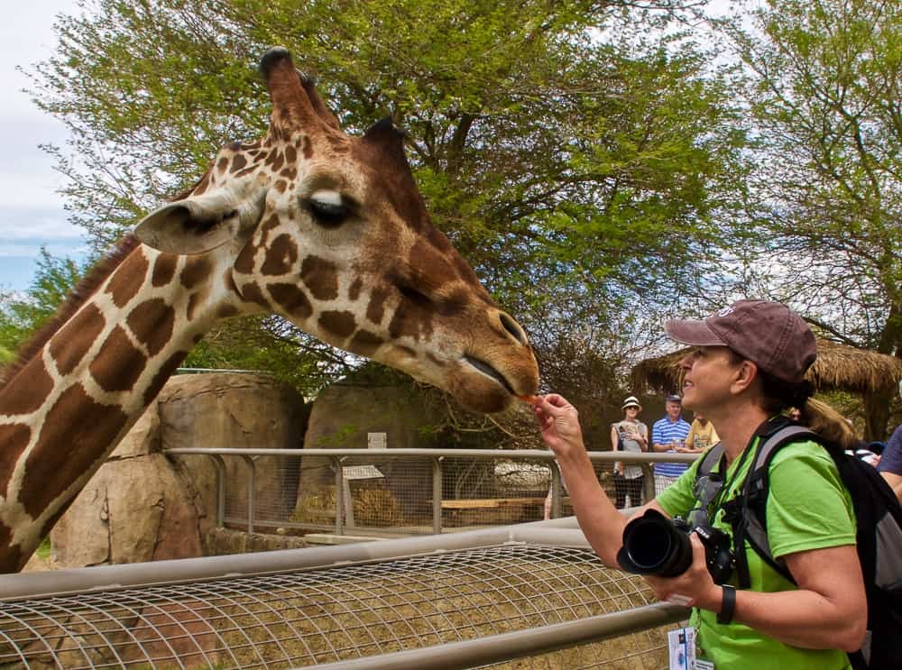 Feeding a giraffe at the Zoo in Palm Springs
