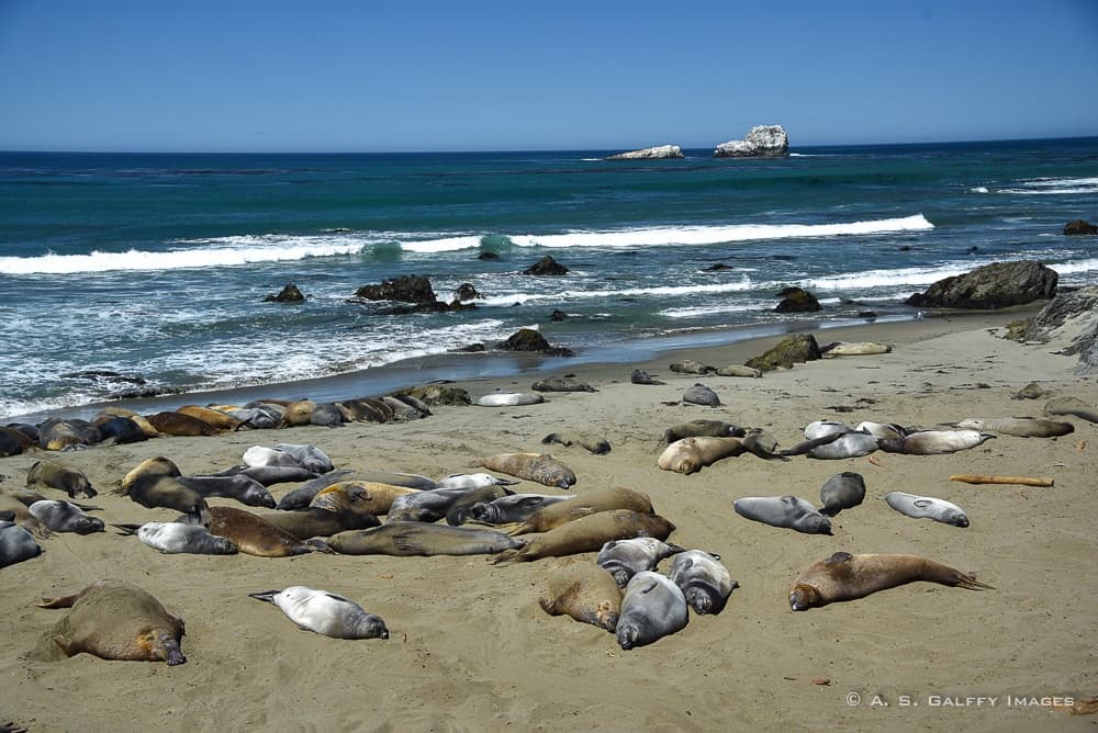 Seal colony at Piedras Blancas