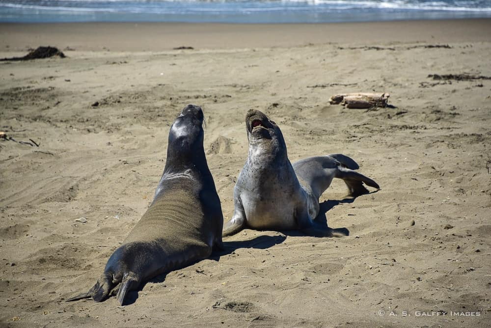 Seal colony