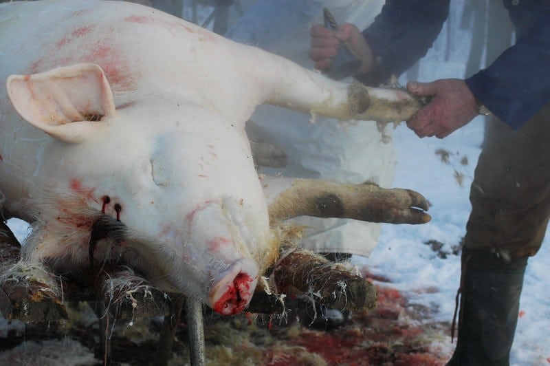 pig-slaughtering, oof Christmas tradition in Romania