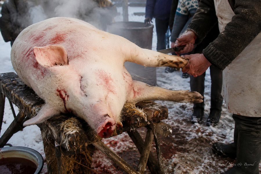 The tradition of pig slaughtering at Christmas