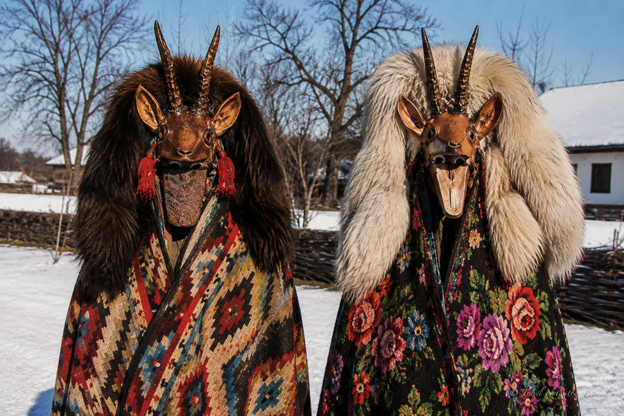 The Goad Tradition, still practiced between Christmas and New Year's Eve in Romania