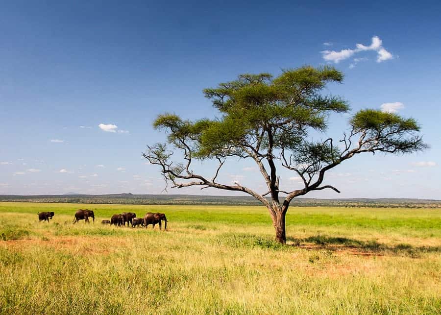 Serengeti National Park, Tanzania - Best countries to visit in Africa
