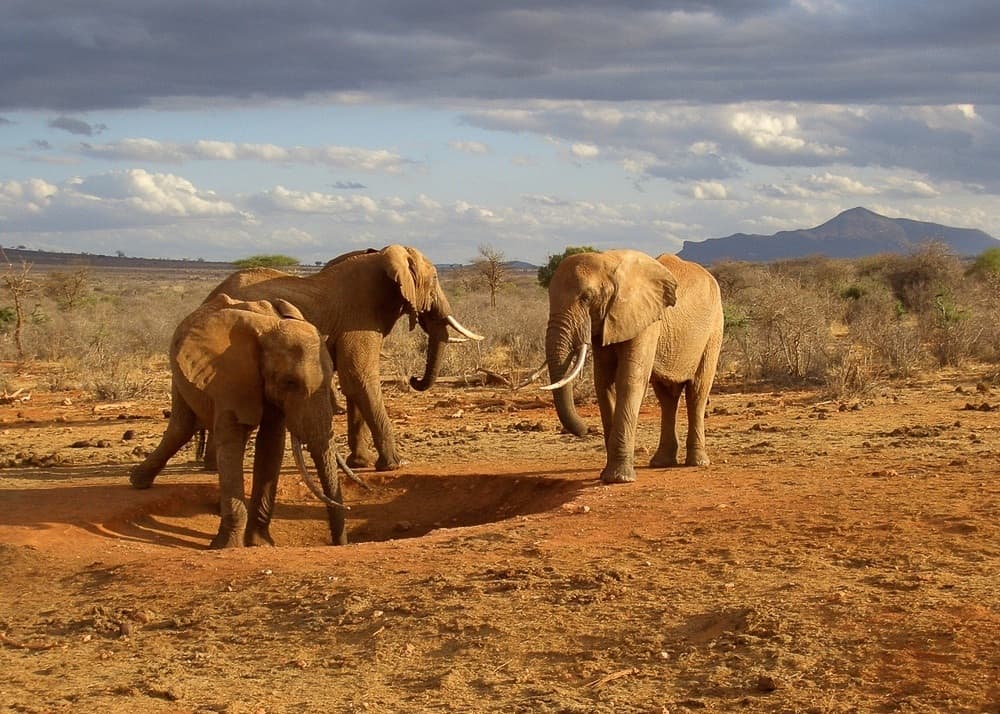 Elephants in Kenya - Best countries to visit in Africa