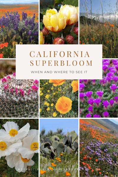 California superblum pin