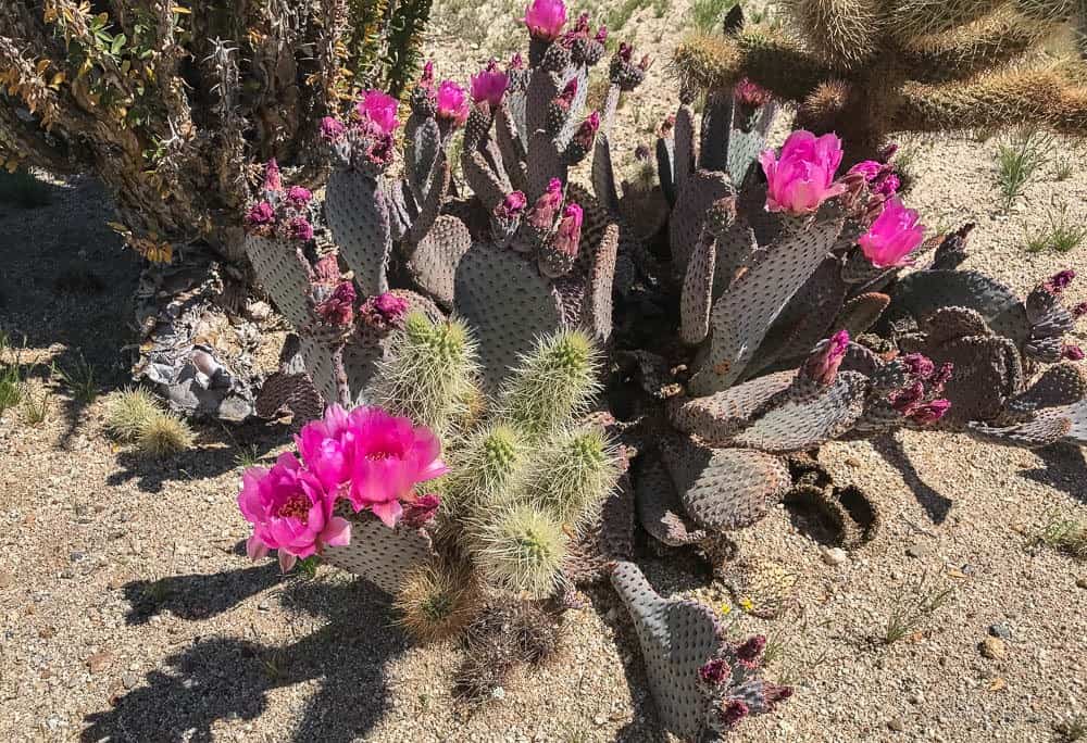 image of the California desert super bloom with Beavertail Cactus flower