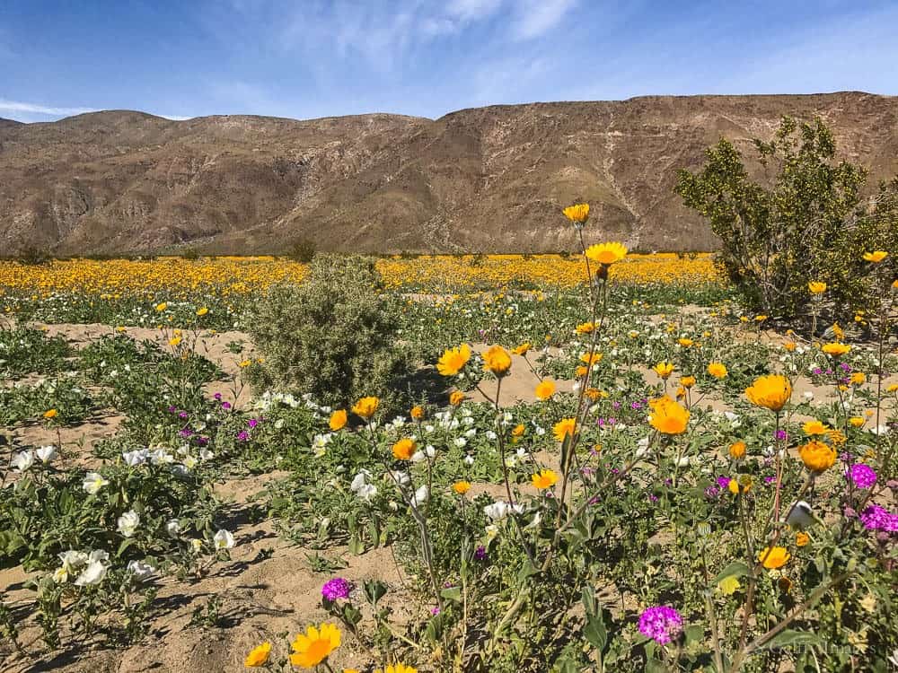 Historic superbloom brings vibrant colors to California's desert