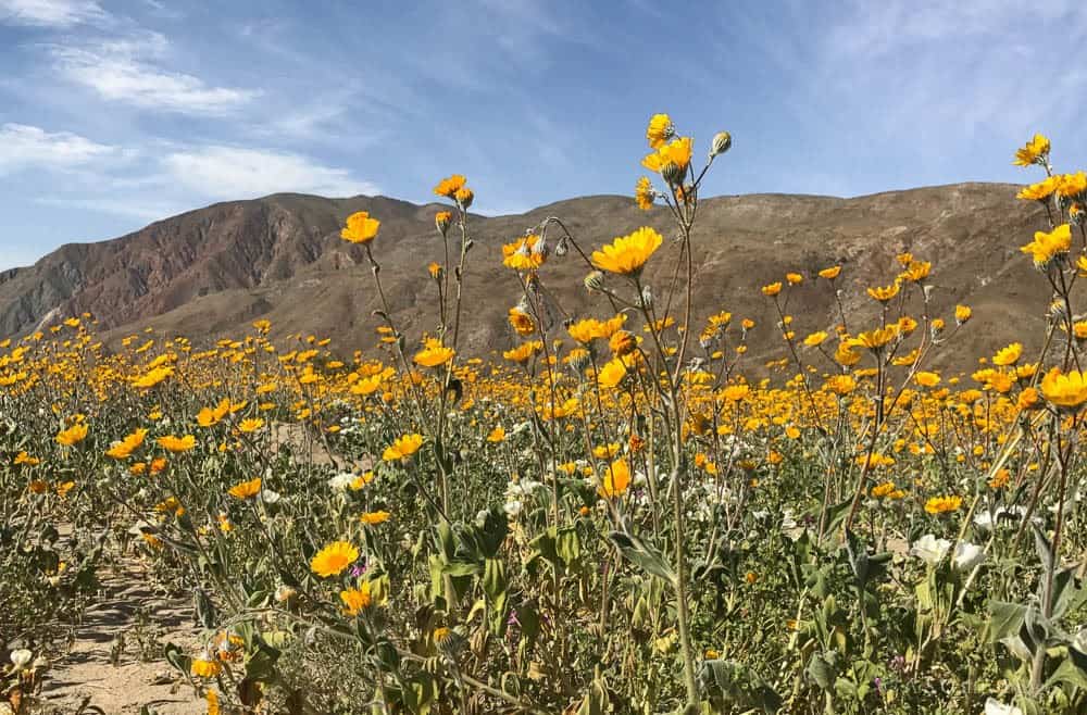 image showing the desert super bloom