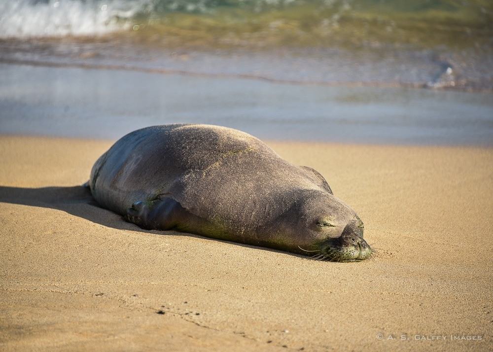 Seal monk resting on the beach. 