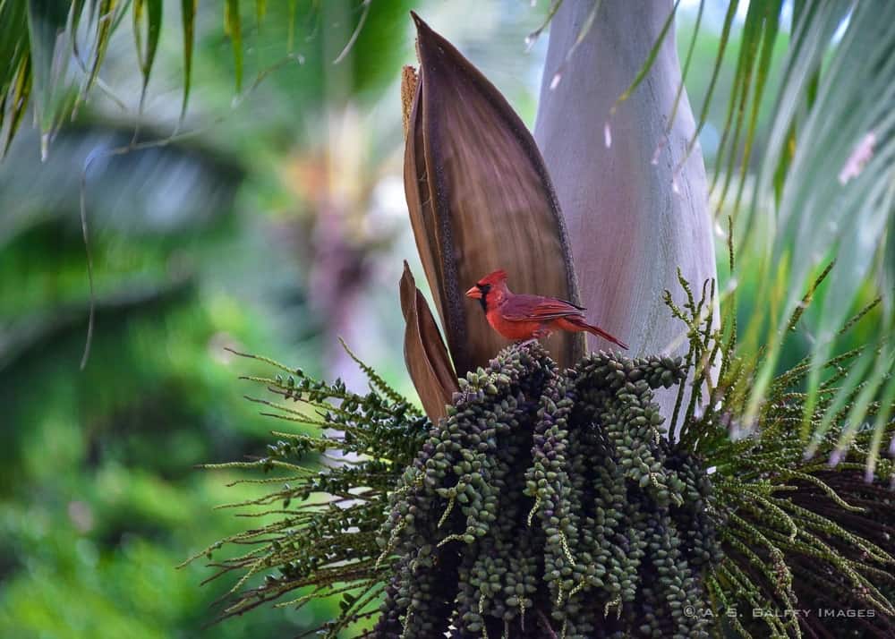 places to visit on Kauai