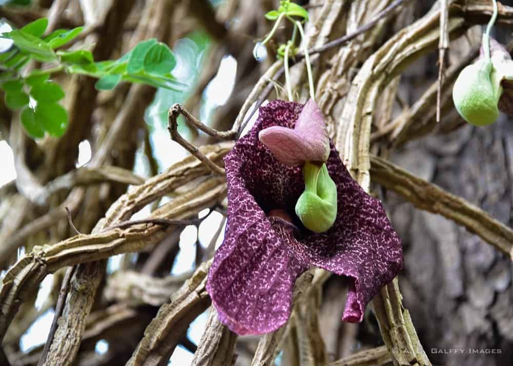 Orchid in Kauai