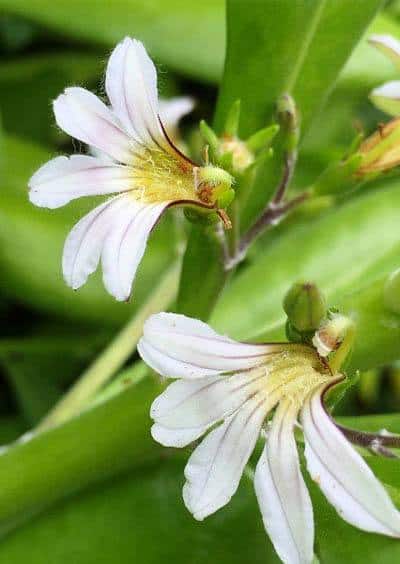 Naupaka flower is tied to Hawaiian legends