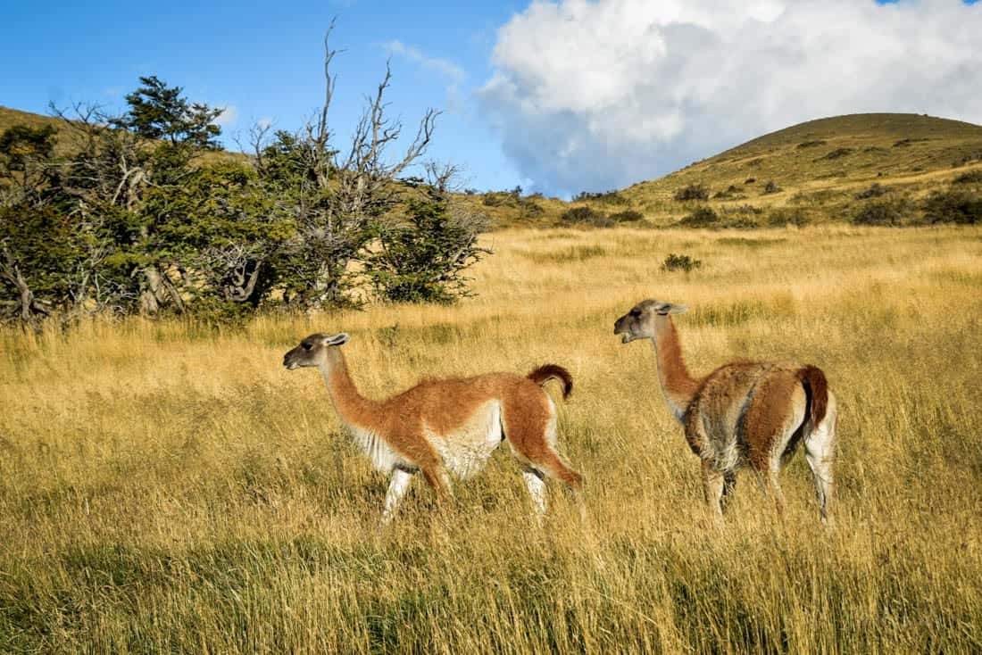 Guanacos on Fauna Tail