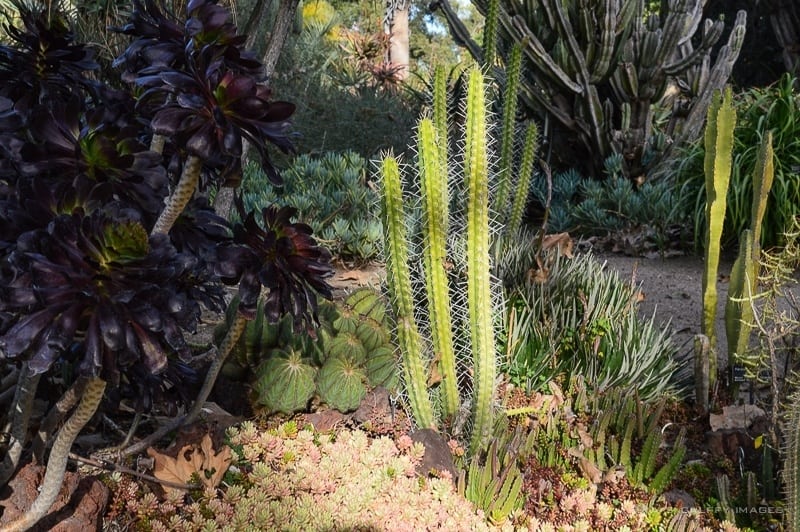 Cacti at Huntington Garden