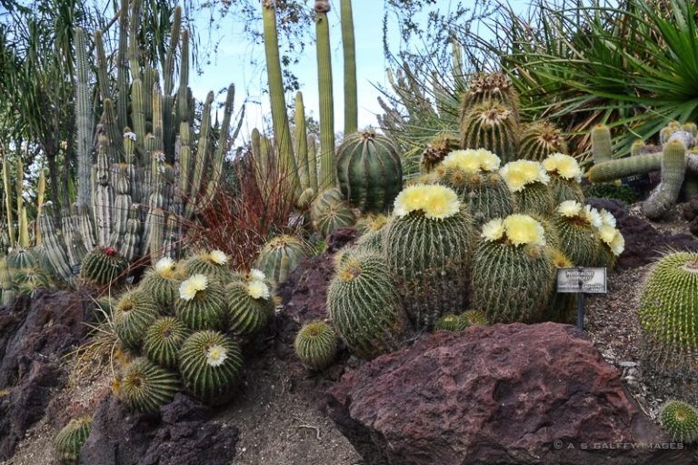 How to Spend a Free Day at the Huntington Gardens in Pasadena