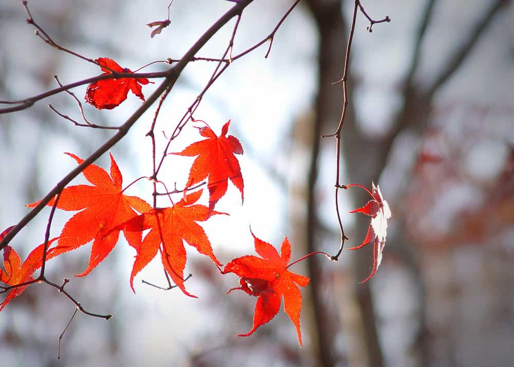 fall leaves