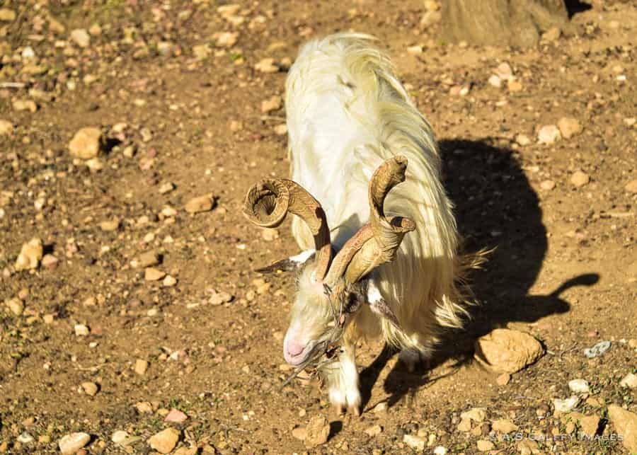 Capra Girgentana, an old goat breed in Agrigento