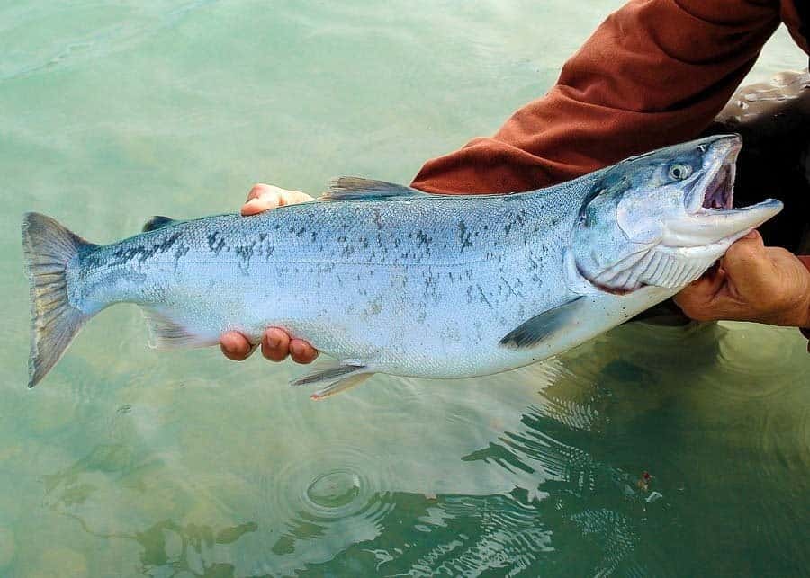 Salmon fishing - things to do in Ketchikan