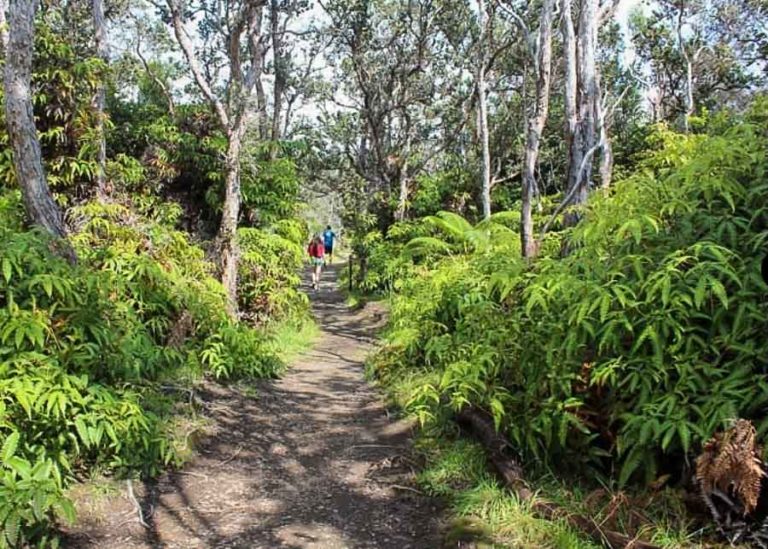 Kilauea Iki Trail Hiking into the Heart of Hawaii's Volcanoes