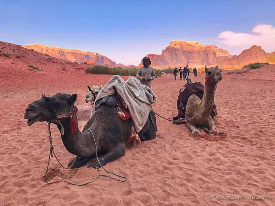 Bedouin with his camels in the Wadi Rum desert