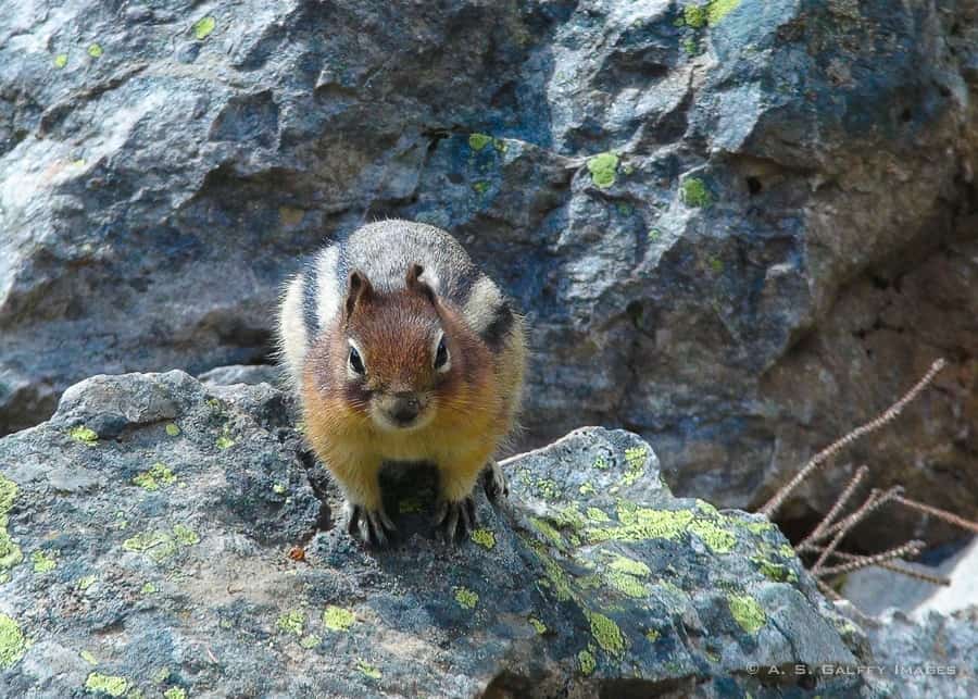 Wildlife in Banff