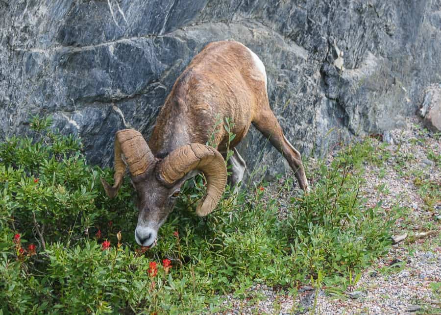 Wildlife in Banff