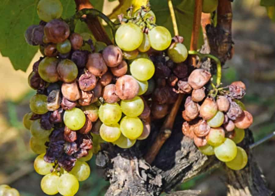 Grapes affected by Botrytis Cinerea