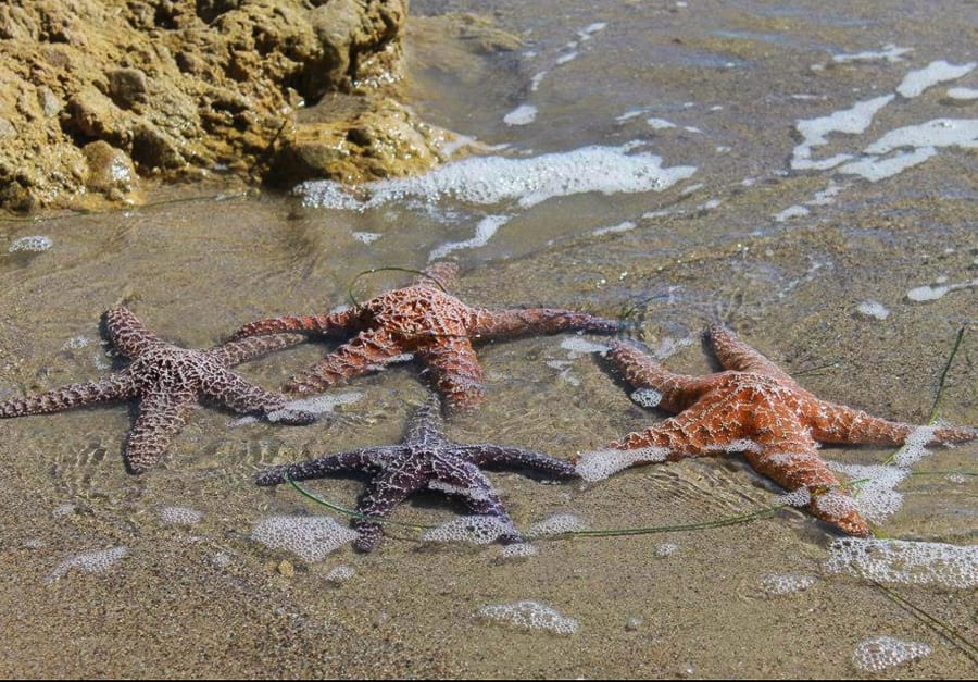 Tidepools at Malibu - Los Angeles Itinerary