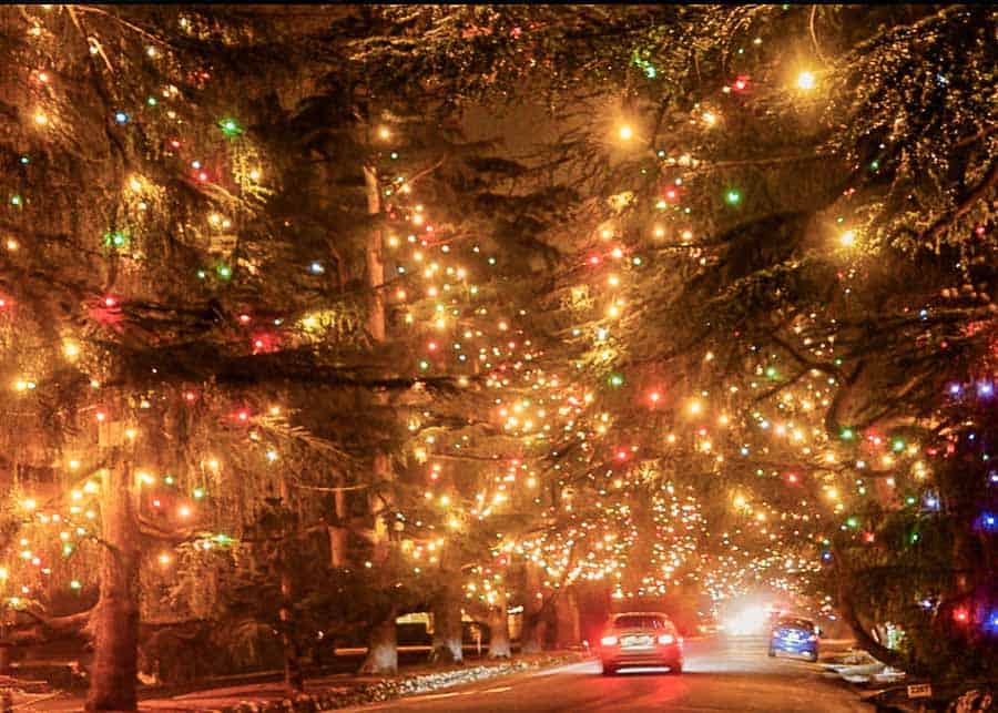 Driving on Christmas Tree Lane in Altadena