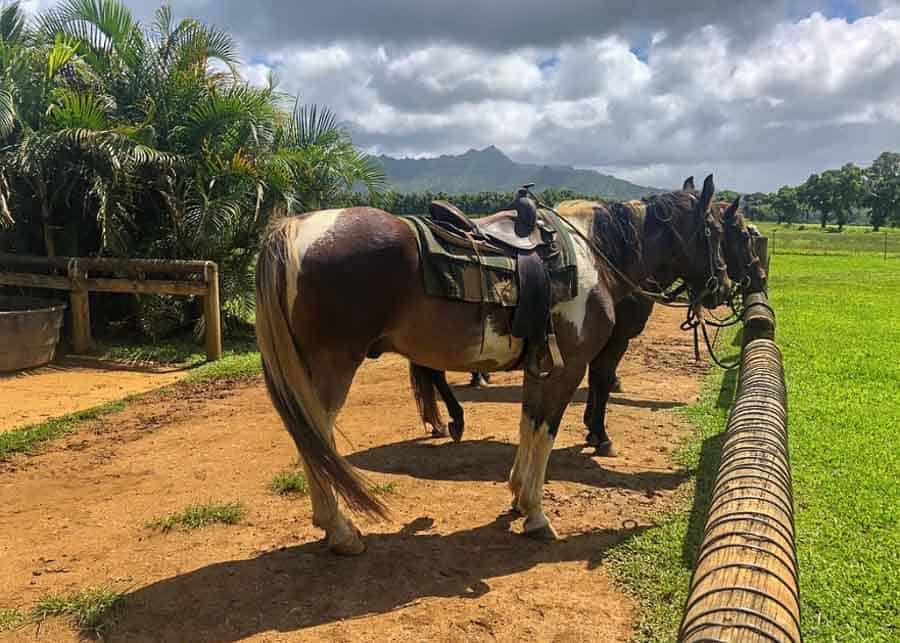 kauai activities: visit a ranch