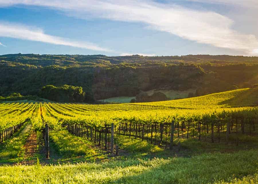 Vines in Napa Valley