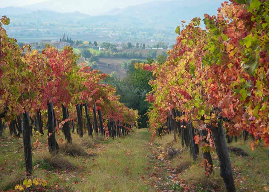 Vineyards in Tuscany