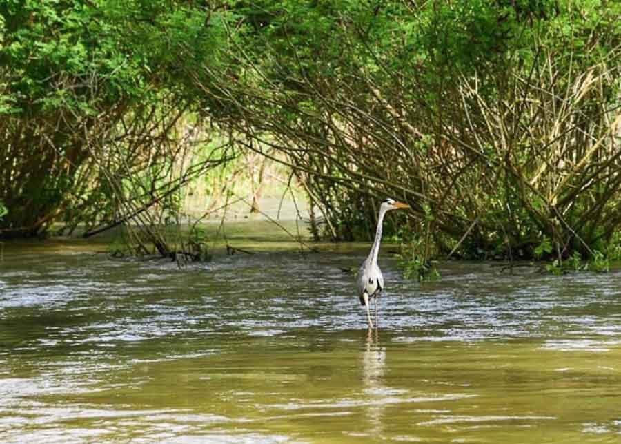 Stork in the Danube Delta