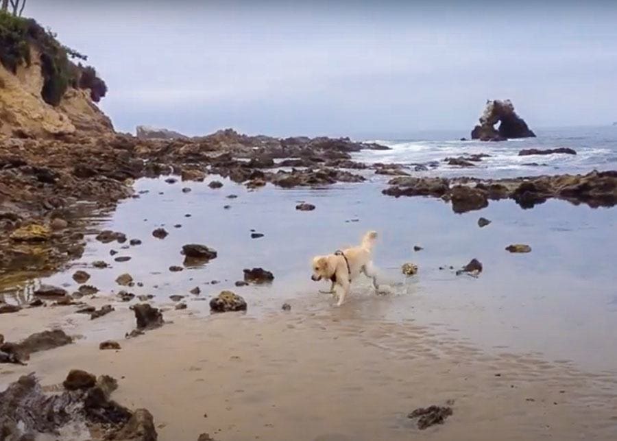 dog playing in the water at Corona Del Mar Dog Beach